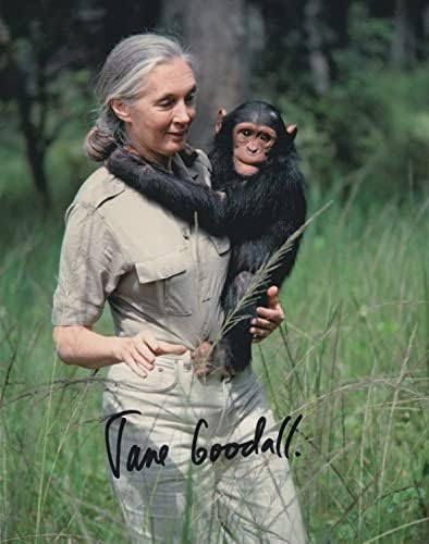 Jane Goodall Aláírt 8X10 Fotó